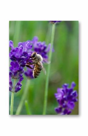 Close-up of a honeybee gathering nectar from a vibrant purple lavender flower, set against a blurred background of lavender blooms.