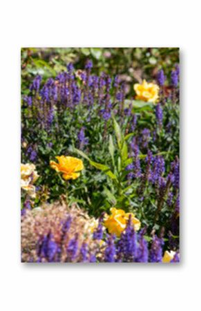 Purple lavender and yellow roses in a garden