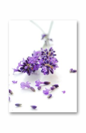 lavendelblüten