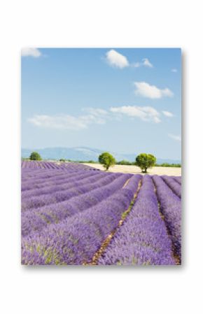 lavender field, Plateau de Valensole, Provence, France