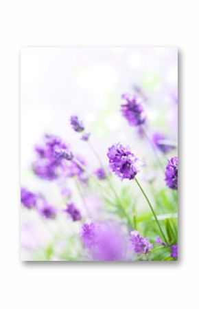 lavender flowers
