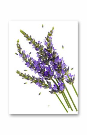 fresh lavender flowers over white