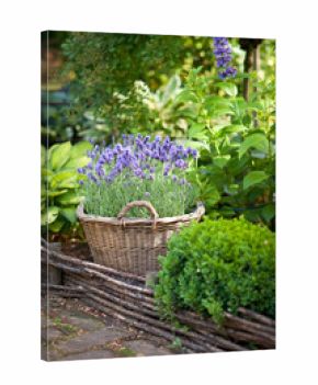 Garden with lavender