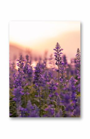 Violet lavender field background on sunset.