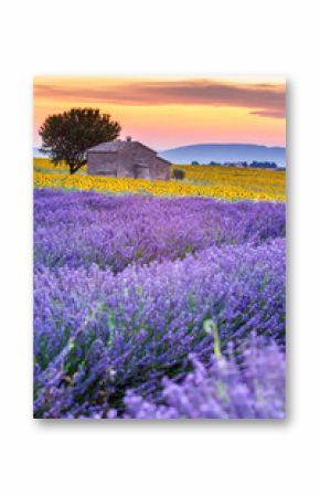 Valensole, Provence, France. Lavender field full of purple flowers