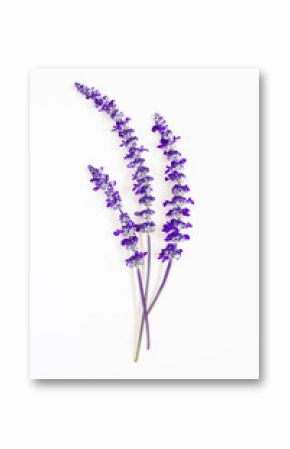 lavender flower on white background