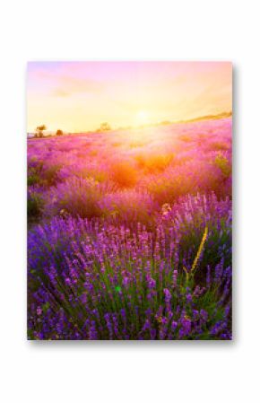 Sunset over a summer lavender field in Tihany