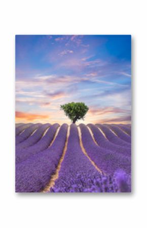 Beautiful landscape of blooming lavender field