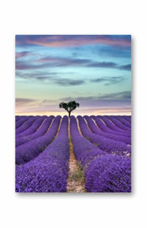 Lavender field Summer sunset with tree on the horizon