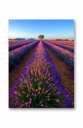 Tree in lavender field at sunrise in Provence, France