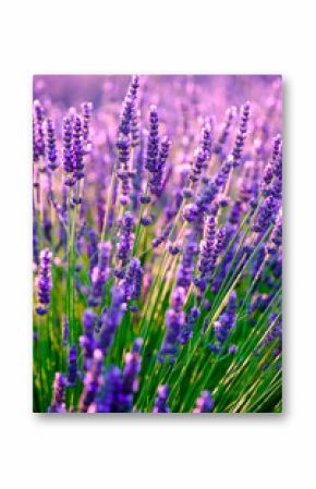Blooming lavender in a field at Provence