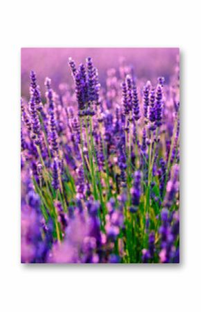 Blooming lavender in a field at Provence