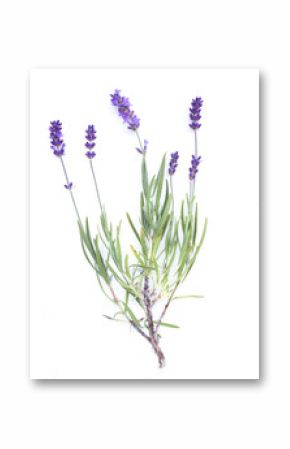 Lavender flowers in closeup. Bunch of lavender flowers isolated over white background.