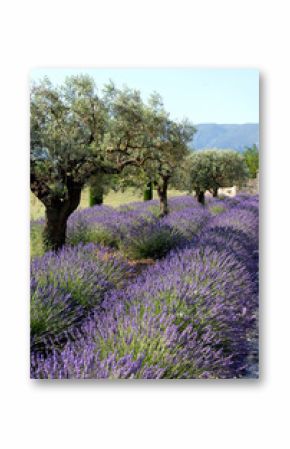 Provence, champs de lavande et oliviers, Luberon, Vaucluse, France