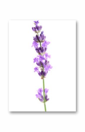 Twig of lavender with leaf isolated on a white background