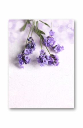 Fresh lavender flowers on pink background.