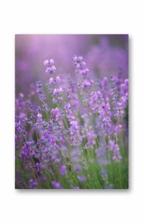 Lavender flowers closeup.
