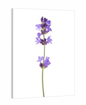 Sprig of lavender  isolated on white background