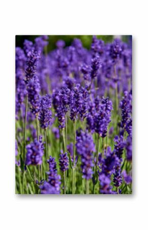 fresh lavender meadow on sunny summer day