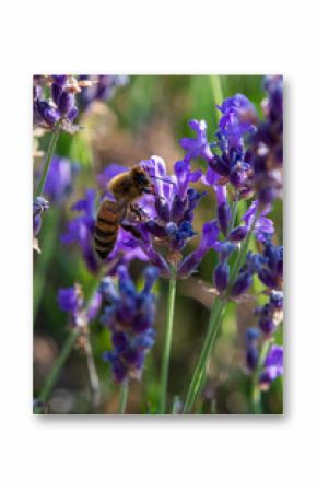 Abeille butinant des fleurs de lavande sauvage dans la montagne, Hautes-Alpes, France