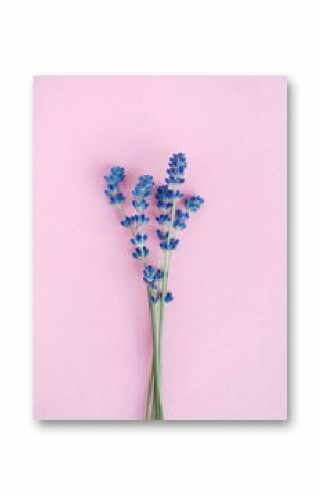 beautiful lavender flowers isolated on pink background, flat lay