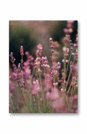 Vivid purple lavender flowers in the backlight of a sunset. Aromatherapy Soft focus. Natural cosmetics.