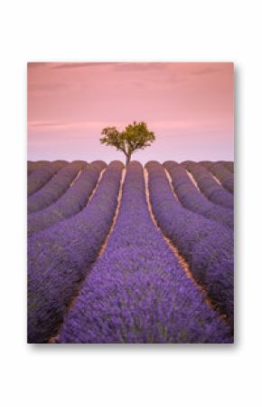 Panoramic view of French lavender field at sunset. Sunset over a violet lavender field in Provence, France, Valensole. Summer nature landscape. Beautiful landscape of lavender field, boost up colors