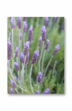 Lavender flowers blooming in spring
