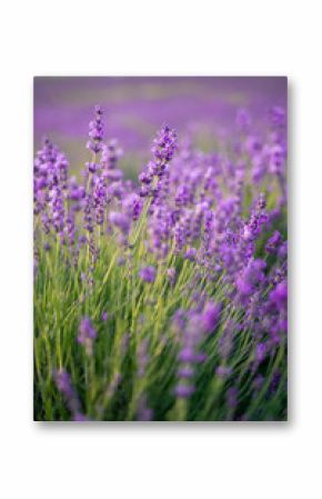 Lavender field on a sunny day, lavender bushes in rows