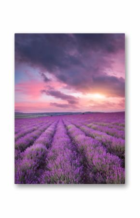 Meadow of lavender.
