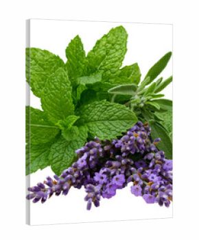 Vibrant green mint leaves and sprigs of purple lavender and sage arranged together on a transparent background. The image is well lit, showcasing the texture and color of each herb.