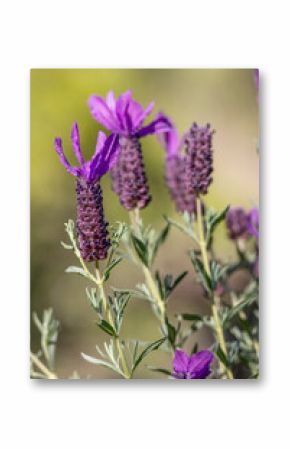 Spanish Lavender (Lavandula pedunculata)