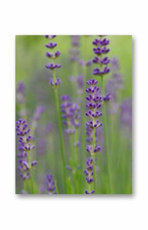 Beautiful close-up of lavandula angustifolia