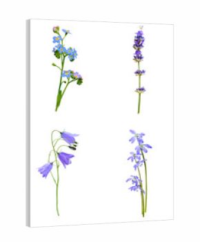 'wildflower floral assortment isolated on transparent background'
