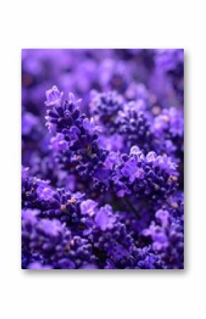 Close-up of purple lavender blossoms