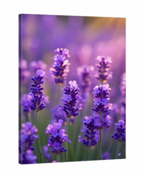 A closeup view of a lavender field at sunset, with soft purple flowers and warm golden light filtering through the plants, creating a serene and romantic atmosphere