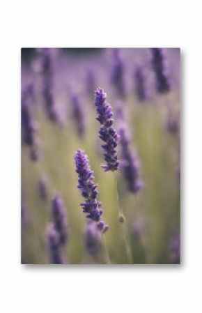 An acanthaceae lavender blossom from the Gayfeather wildflower vertical