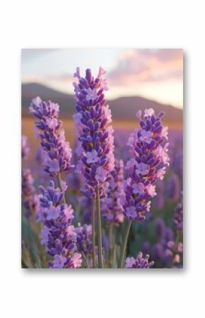 Vibrant lavender flowers in a serene field during sunset, showcasing shades of purple against a dreamy sky.