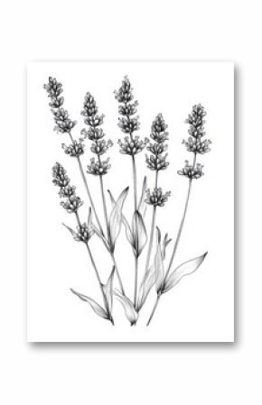 detailed black and white line drawing of group of lavender flowers, showcasing their elegant structure and delicate petals. This artistic representation captures beauty of nature