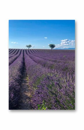 Valensole Provence lavender field with trees in the distance and a blue sky