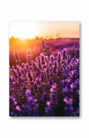 lavender field at sunset