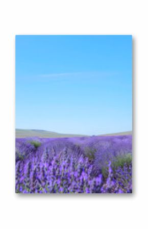 Tranquil Lavender Field Under Clear Blue Sky Highlighting Hues of Purple and Blue in Serene Landscape