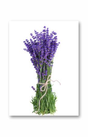 Bouquet of fresh blooming lavender flowers with green stems tied together isolated on white, transparent background. Design element, aromatherapy, medical herb