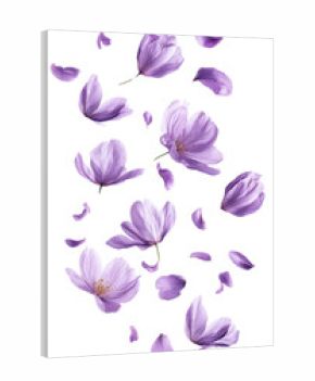 PNG Crocus flowers and petals floating crocus purple arrangement.
