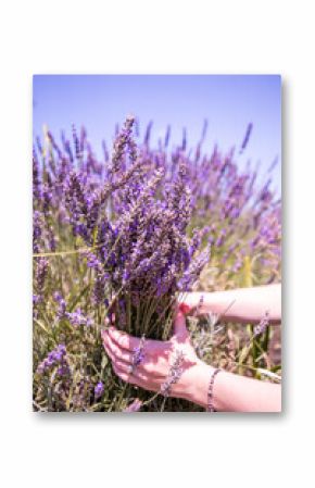 Hand holding a bunch of lavender. Bunch of lavender flowers