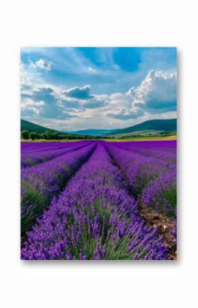 A serene landscape filled with vibrant lavender rows under a picturesque sky, creating a tranquil atmosphere perfect for relaxation and nature appreciation.
