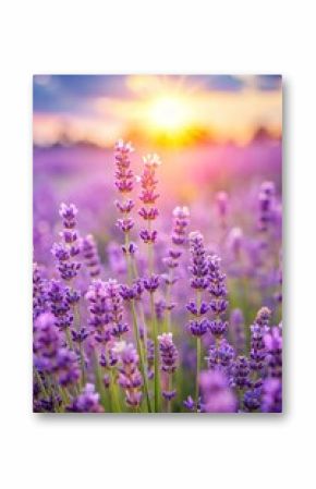 Purple lavender flowers on sunny beautiful nature summer background. 