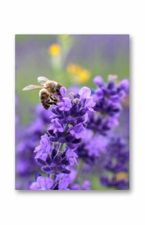 Bee on lavender