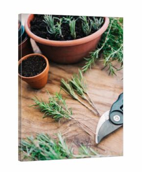 Rosmarinus and lavender plant cuttings