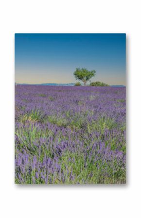 Champs de lavande en Provence sur le plateau de Valensole